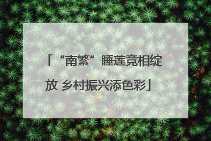 “南繁”睡莲竞相绽放 乡村振兴添色彩