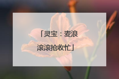 灵宝：麦浪滚滚抢收忙