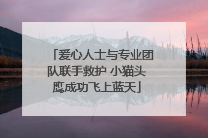 爱心人士与专业团队联手救护 小猫头鹰成功飞上蓝天