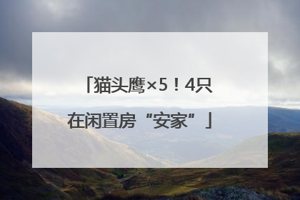 猫头鹰×5！4只在闲置房“安家”