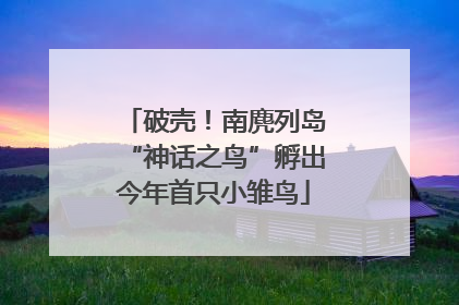 破壳！南麂列岛“神话之鸟”孵出今年首只小雏鸟