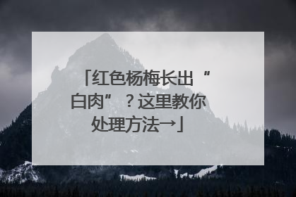 红色杨梅长出“白肉”？这里教你处理方法→