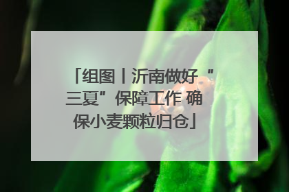 组图丨沂南做好“三夏”保障工作 确保小麦颗粒归仓