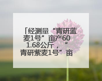 经测量“青研蓝麦1号”亩产601.68公斤，“青研紫麦1号”亩产671公斤