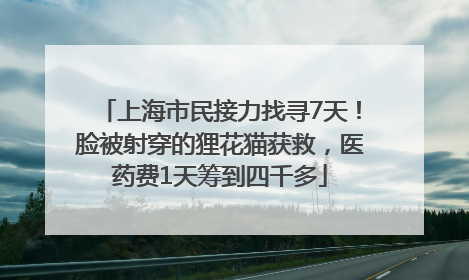 上海市民接力找寻7天！脸被射穿的狸花猫获救，医药费1天筹到四千多