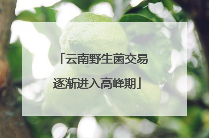 云南野生菌交易逐渐进入高峰期