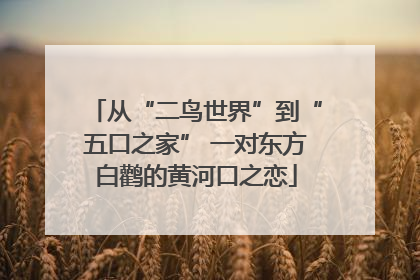 从“二鸟世界”到“五口之家” 一对东方白鹳的黄河口之恋