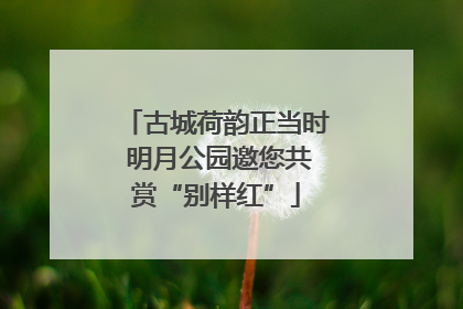 古城荷韵正当时 明月公园邀您共赏“别样红”