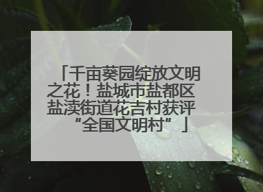 千亩葵园绽放文明之花！盐城市盐都区盐渎街道花吉村获评“全国文明村”