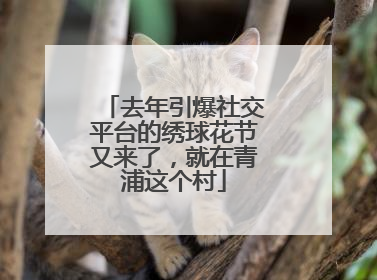 去年引爆社交平台的绣球花节又来了，就在青浦这个村