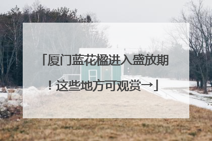 厦门蓝花楹进入盛放期！这些地方可观赏→