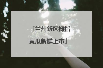 兰州新区拇指黄瓜新鲜上市
