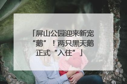 屏山公园迎来新宠“鹅”！两只黑天鹅正式“入住”