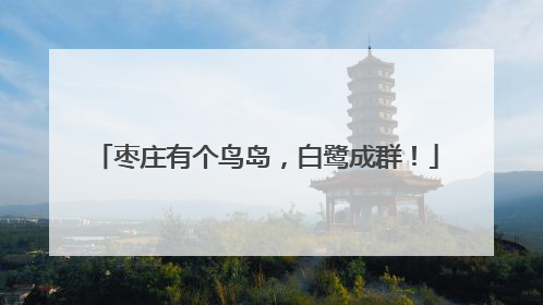 枣庄有个鸟岛，白鹭成群！