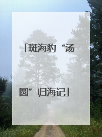 斑海豹“汤圆”归海记