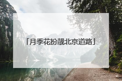 月季花扮靓北京道路