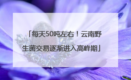 每天50吨左右！云南野生菌交易逐渐进入高峰期