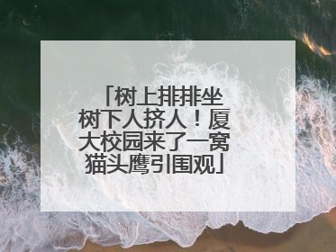树上排排坐 树下人挤人！厦大校园来了一窝猫头鹰引围观