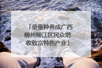 桑蚕种养成广西柳州柳江区民众增收致富特色产业
