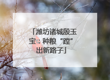 潍坊诸城殷玉宝：种粮“蹚”出新路子