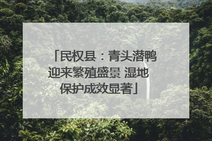 民权县：青头潜鸭迎来繁殖盛景 湿地保护成效显著