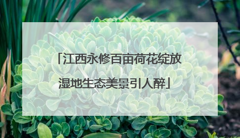 江西永修百亩荷花绽放 湿地生态美景引人醉