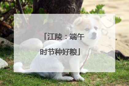 江陵：端午时节种好粮