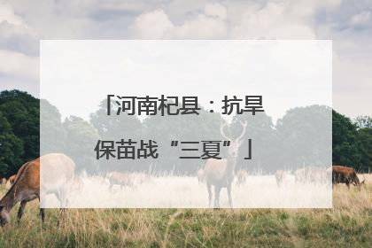 河南杞县：抗旱保苗战“三夏”