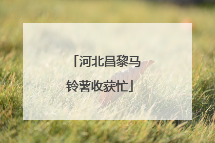 河北昌黎马铃薯收获忙