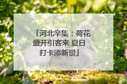 河北辛集：荷花盛开引客来 夏日打卡添新景