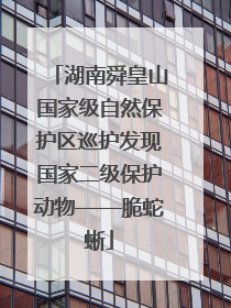 湖南舜皇山国家级自然保护区巡护发现国家二级保护动物——脆蛇蜥