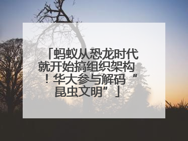 蚂蚁从恐龙时代就开始搞组织架构！华大参与解码“昆虫文明”