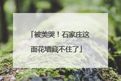 被美哭！石家庄这面花墙藏不住了
