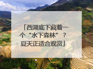 西湖底下藏着一个“水下森林”？夏天正适合观赏