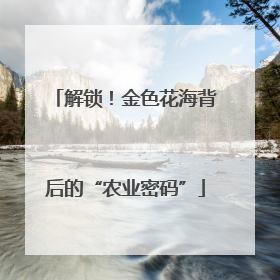 解锁！金色花海背后的“农业密码”