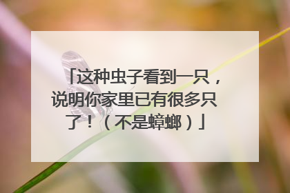 这种虫子看到一只，说明你家里已有很多只了！（不是蟑螂）