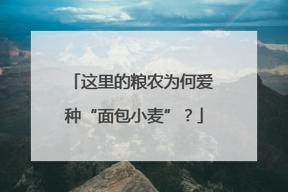 这里的粮农为何爱种“面包小麦”？
