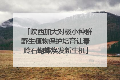 陕西加大对极小种群野生植物保护培育让秦岭石蝴蝶焕发新生机