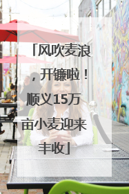 风吹麦浪，开镰啦！顺义15万亩小麦迎来丰收