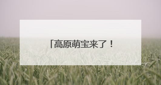 高原萌宝来了！若尔盖湿地首批黑颈鹤雏鸟破壳