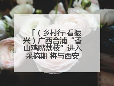（乡村行·看振兴）广西合浦“香山鸡嘴荔枝”进入采摘期 将与西安“梦幻联动”