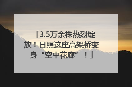 3.5万余株热烈绽放！日照这座高架桥变身“空中花廊”！