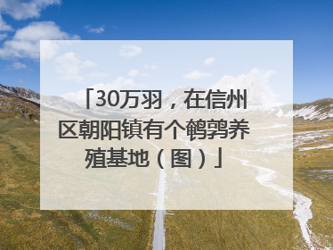 30万羽，在信州区朝阳镇有个鹌鹑养殖基地（图）