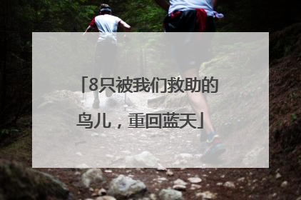 8只被我们救助的鸟儿，重回蓝天